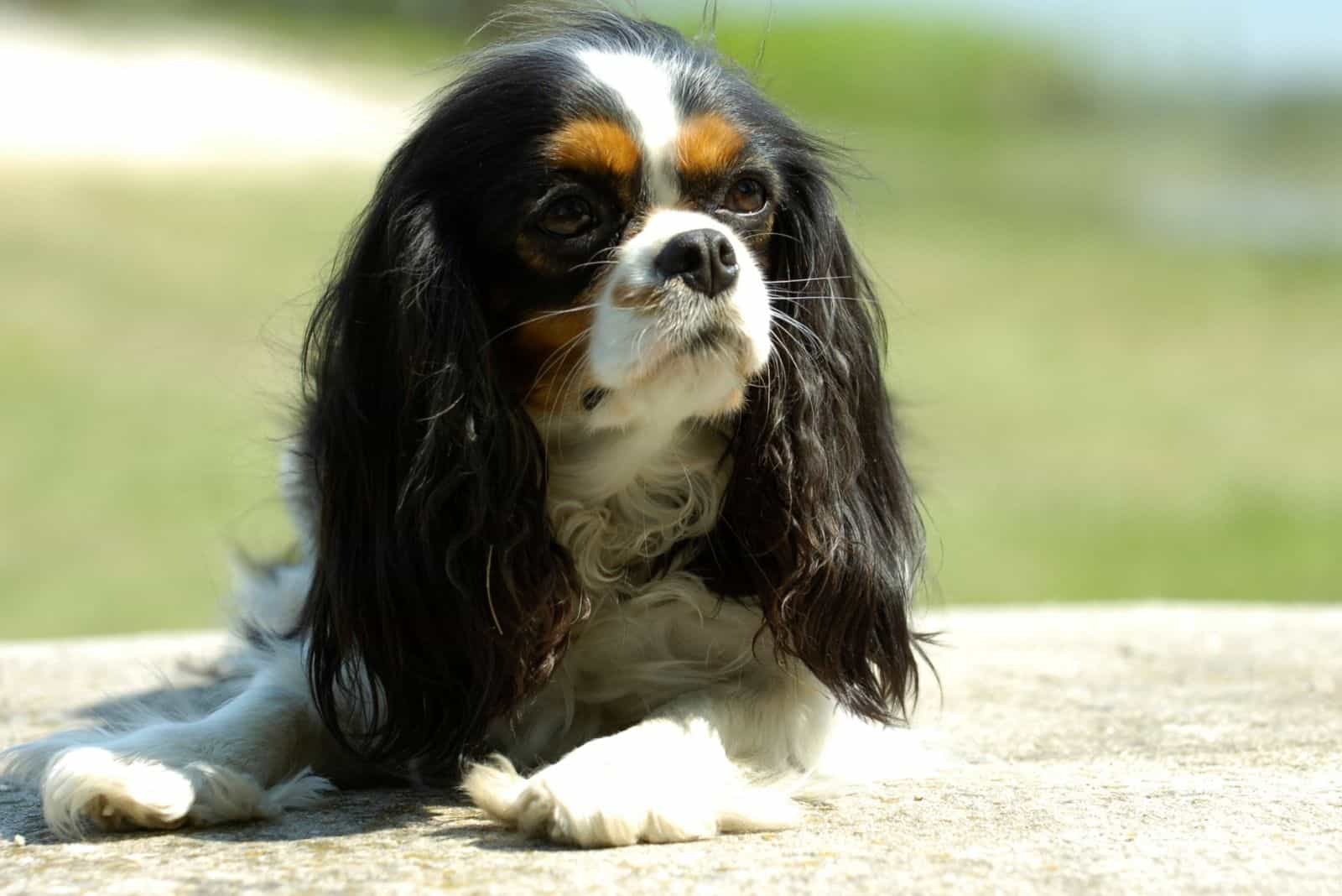 cavalier king charles spaniel resting outdoors