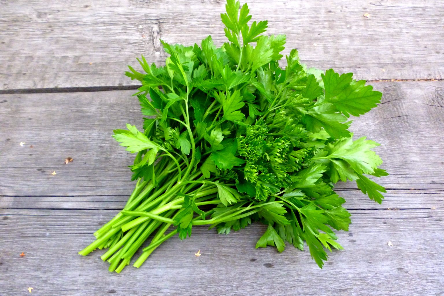 cilantro for dogs