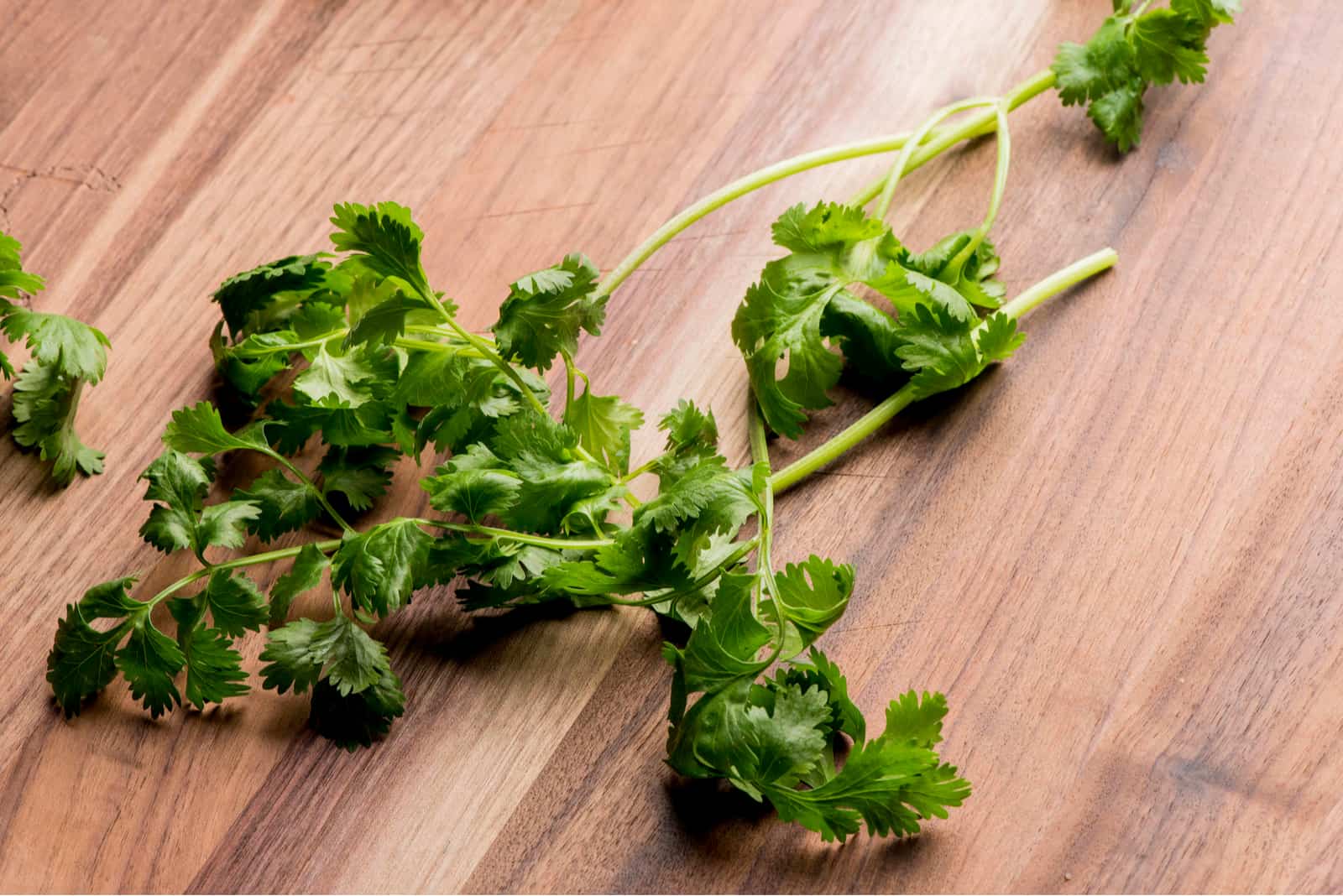 cilantro ready for cooking