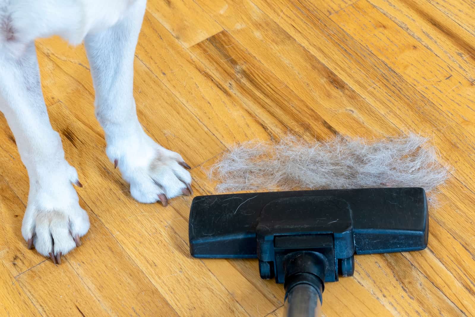 cleaning dog hair from laminate