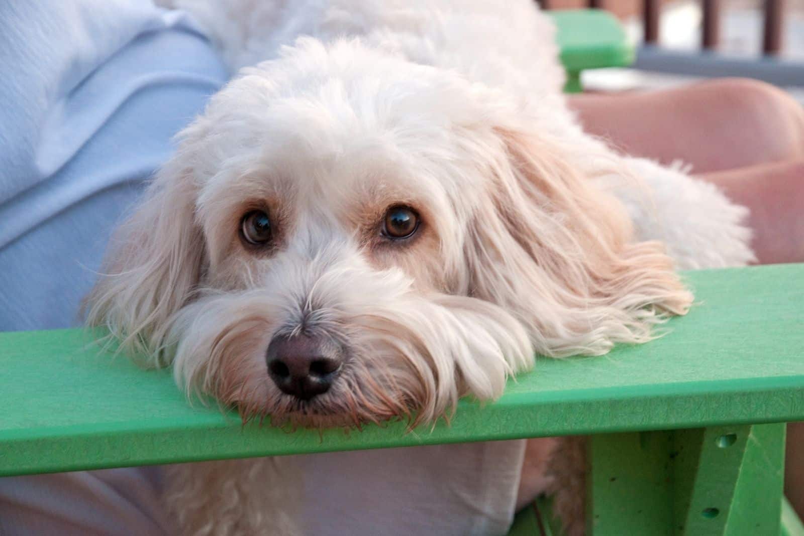 cockapoo in sad expression lying down