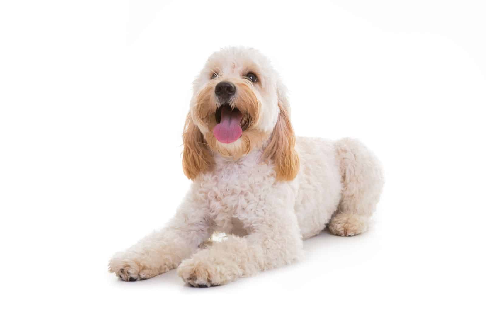 cockapoo sitting down in white background