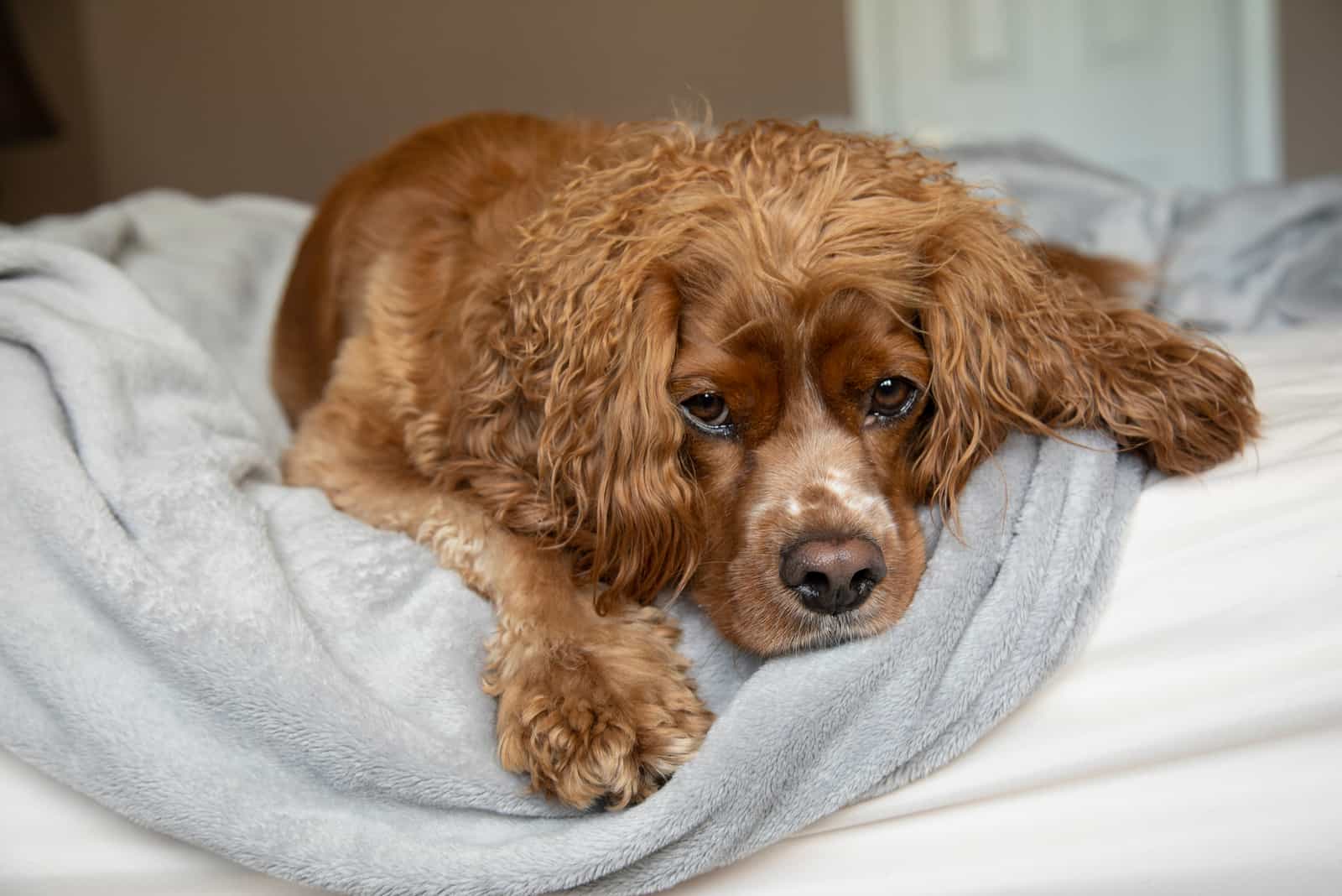 cocker spaniel dog laying in bed