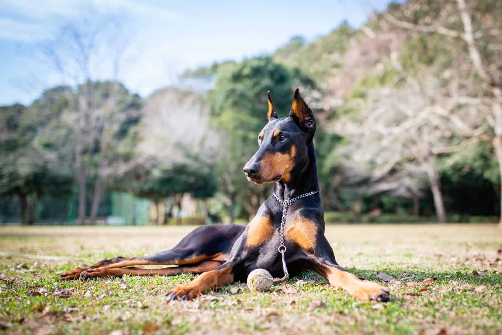 cool doberman lying down on the outdoor ground