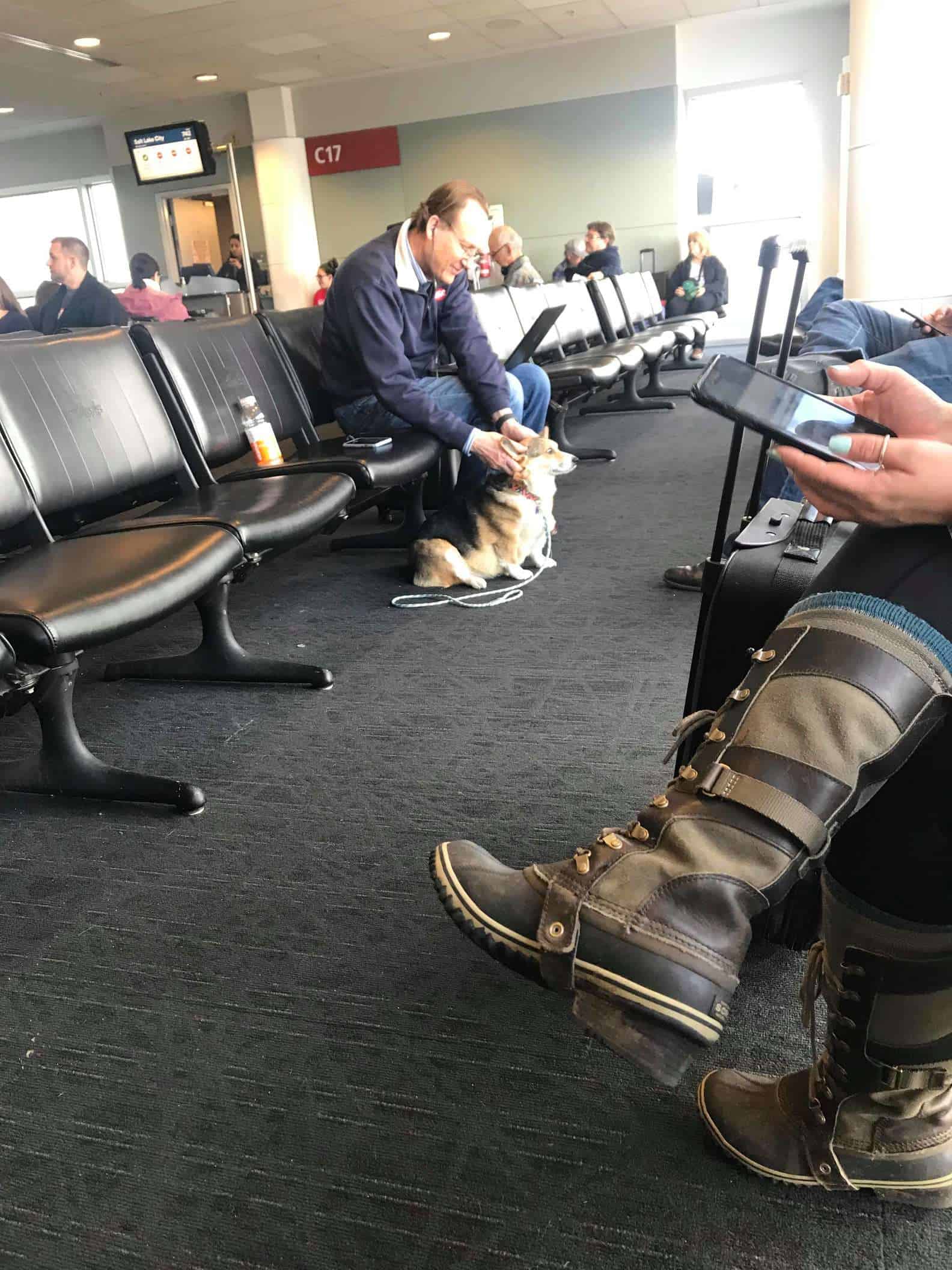 Corgi at the airport