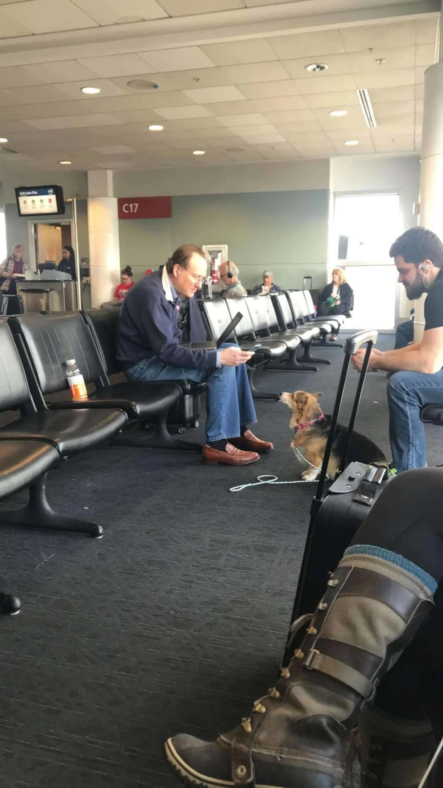 Corgi at the airport