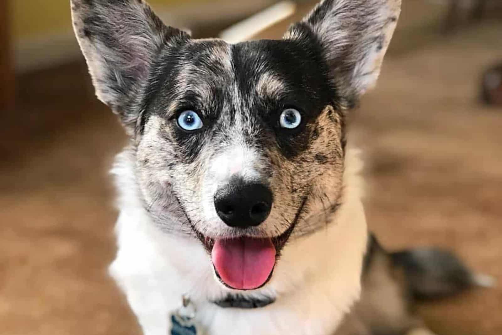 corgi husky mix