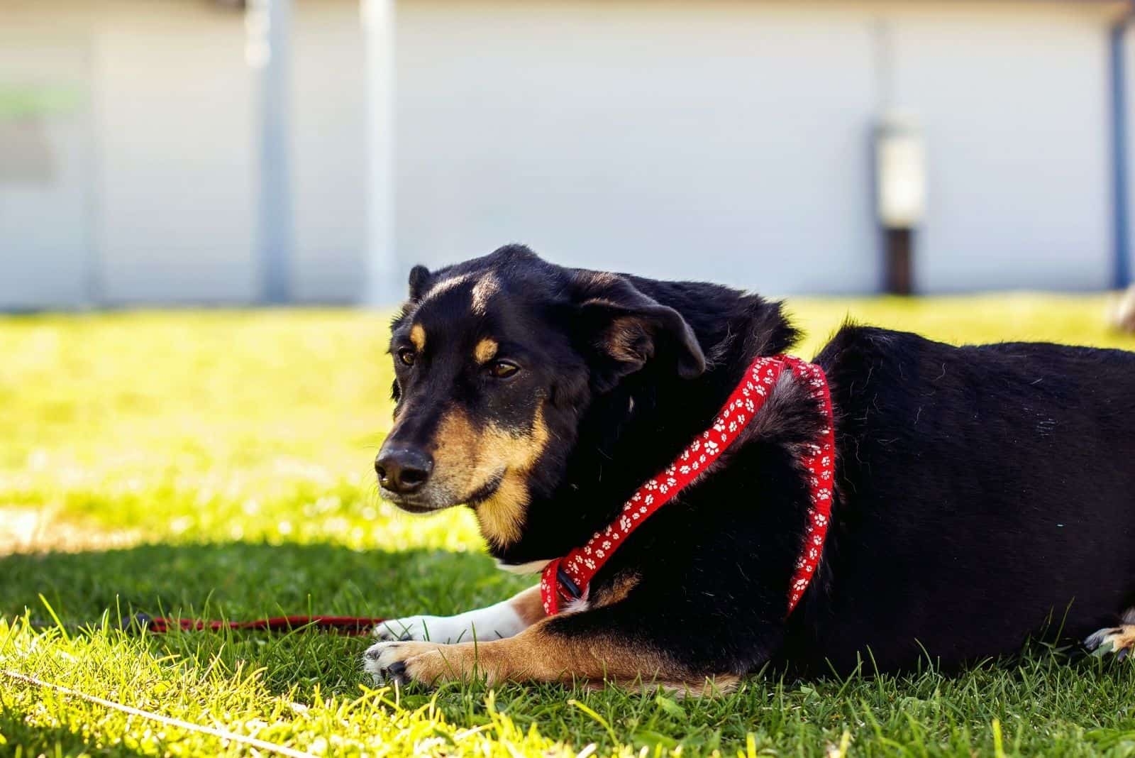 corgi mix dog lying down in the ground