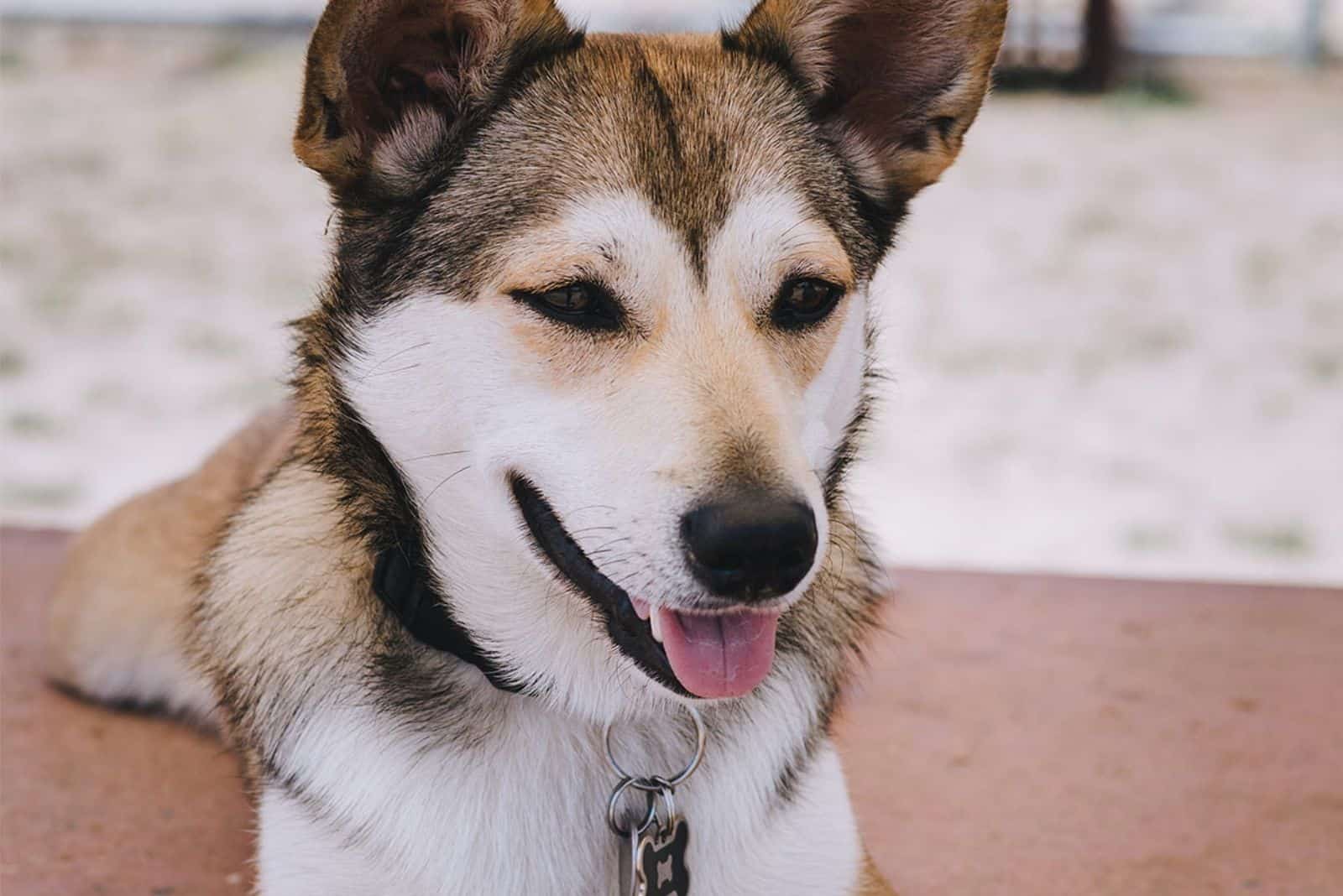 corgi siberian husky mix at home