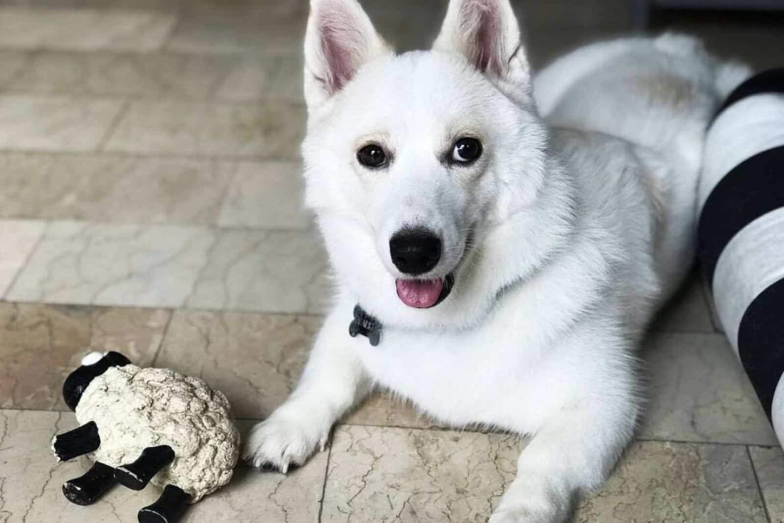 corgi siberian husky mix laying home