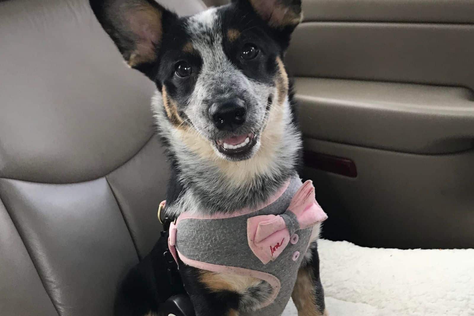 cowboy corgis in a car