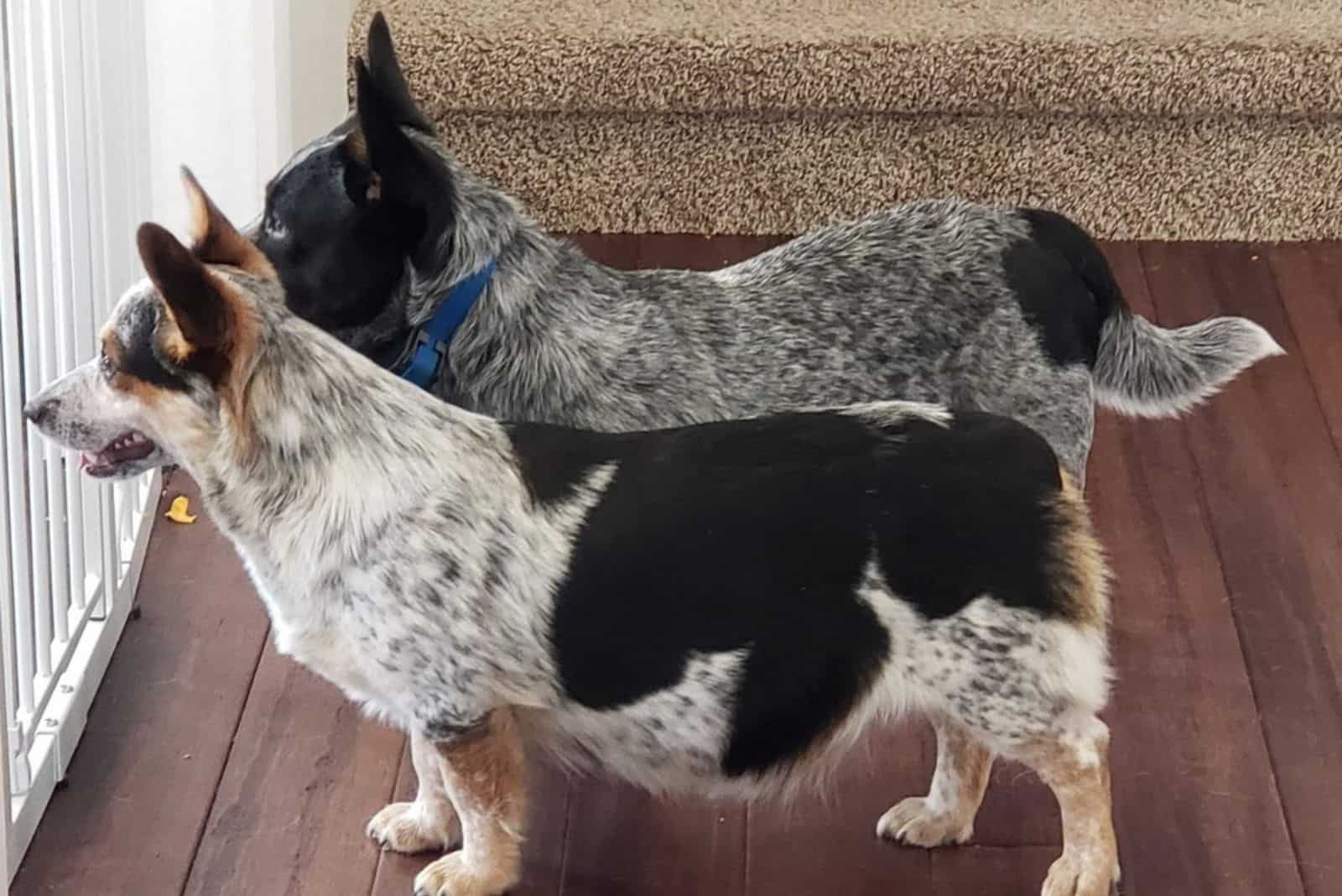 cowboy corgis looking through the window