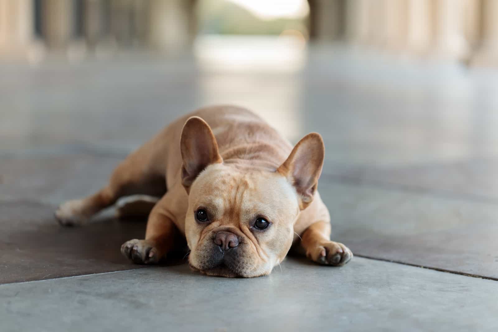 cream French Bulldog resting