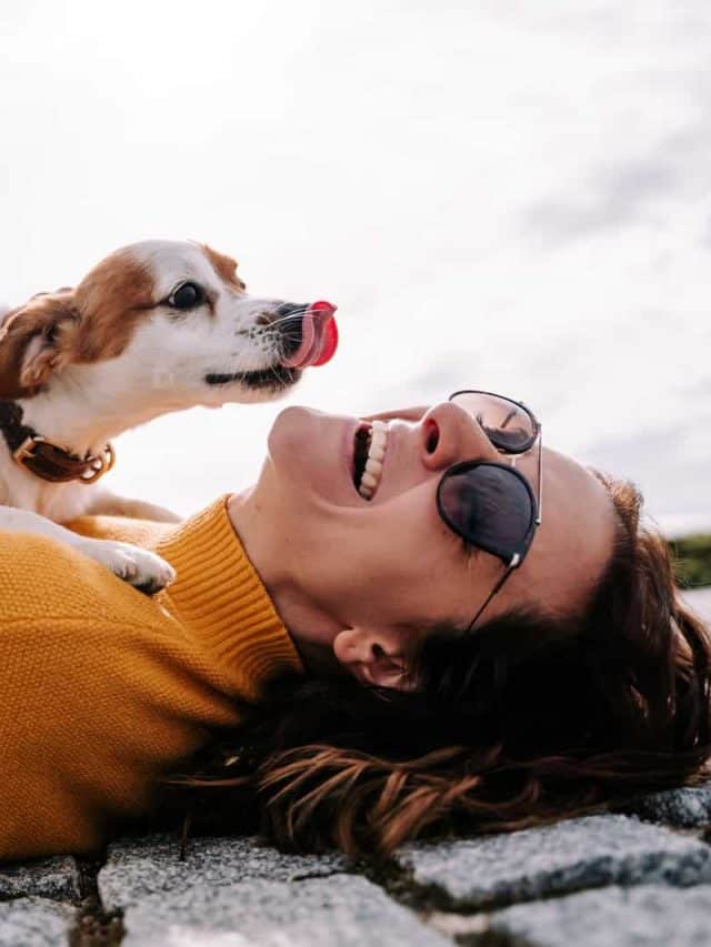 Why Does My Dog Lick Me? 5 Reasons For This Behavior PupVine