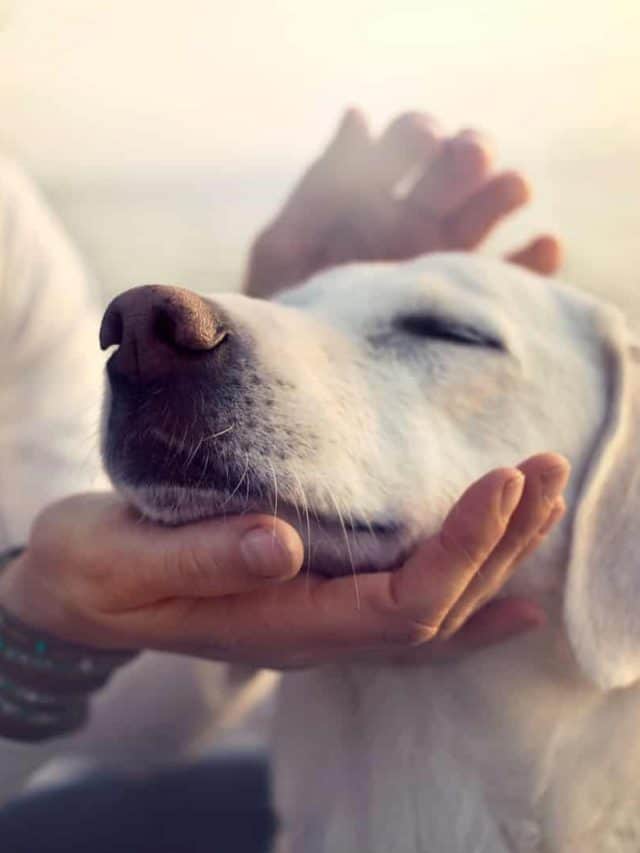 Why Is My Dog’s Nose Dry? 5 Ways To Tell If Your Dog Is Sick PupVine