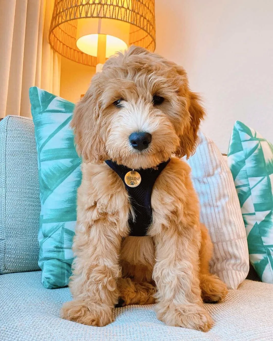 cute F2B Goldendoodle sitting on the couch