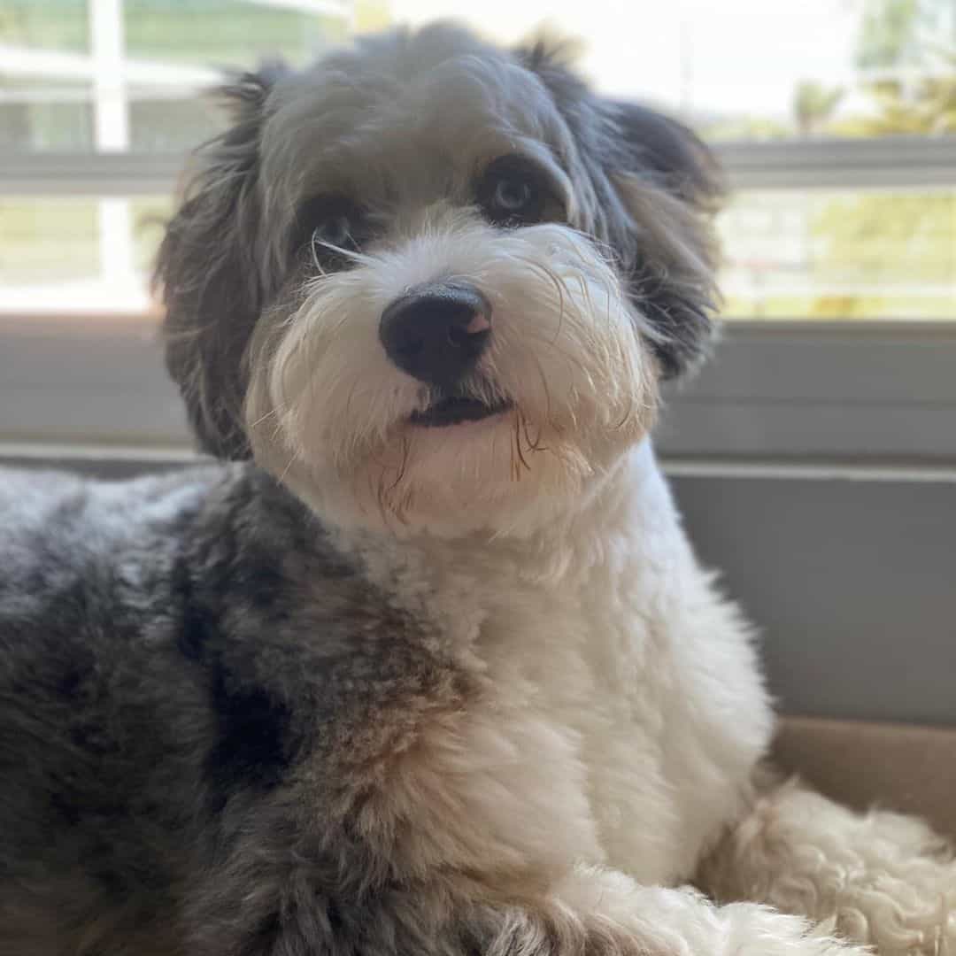 cute Merle Bernadoodle puppy lying by the window