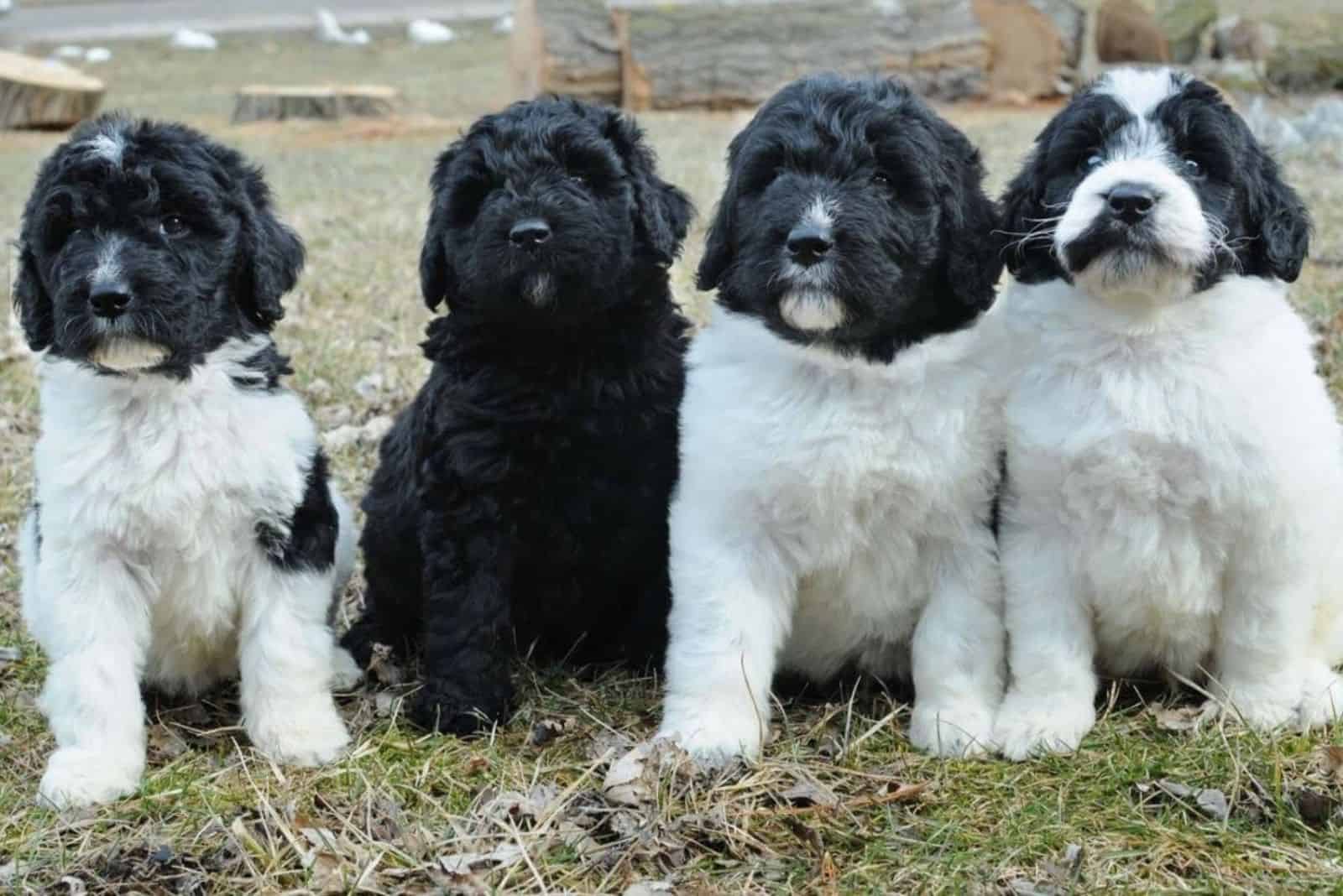 cute Newfypoo puppies