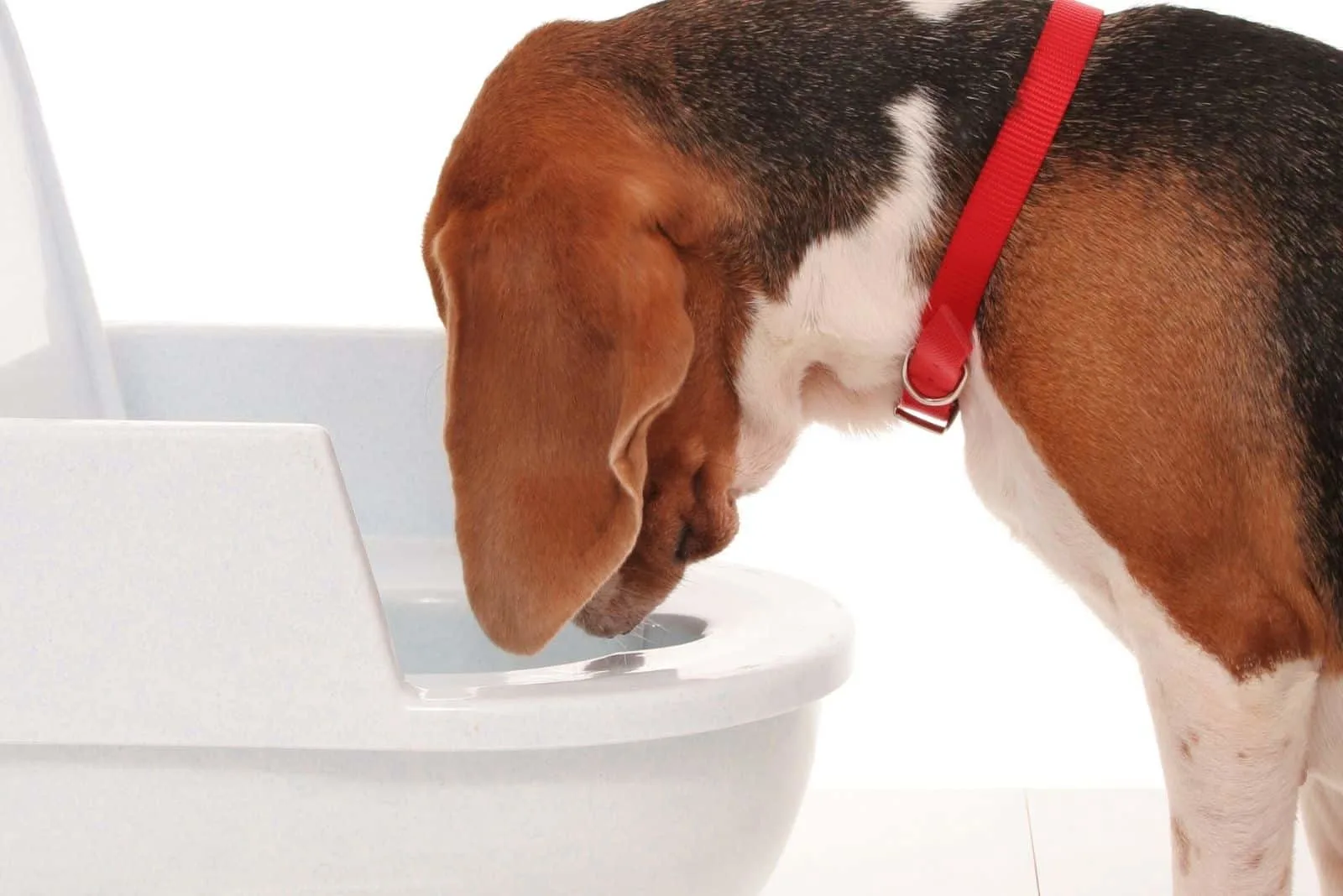 cute beagle vomiting into the white potty