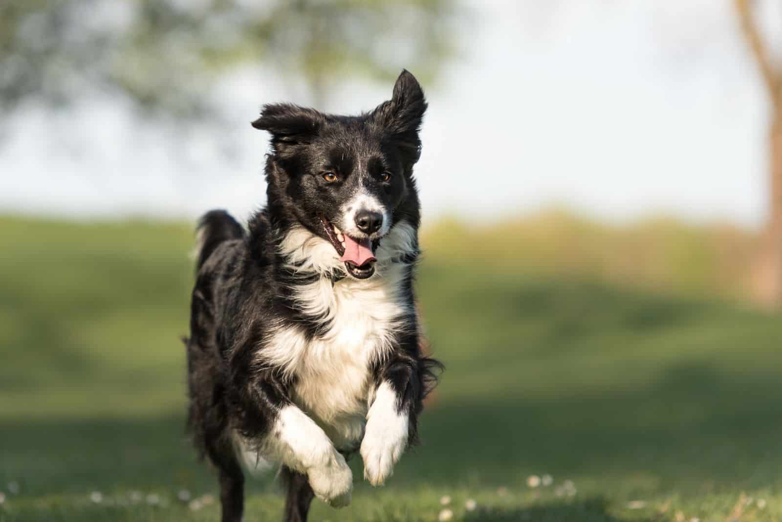 cute border collie running on outdoors