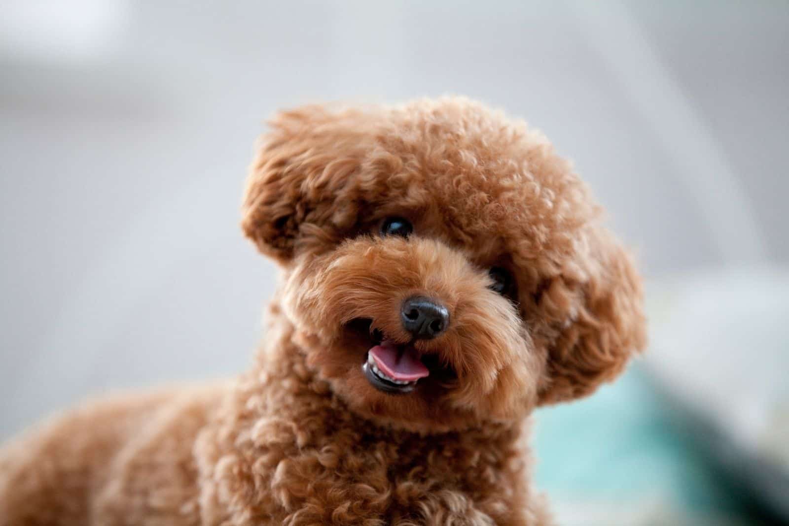 cute brown poodle facing the camera