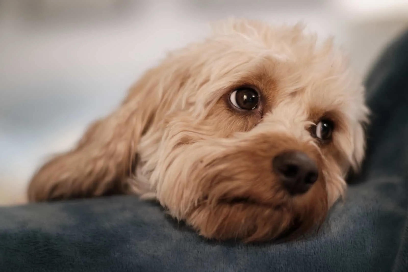 cute cavapoo puppy dog with sweet eyes