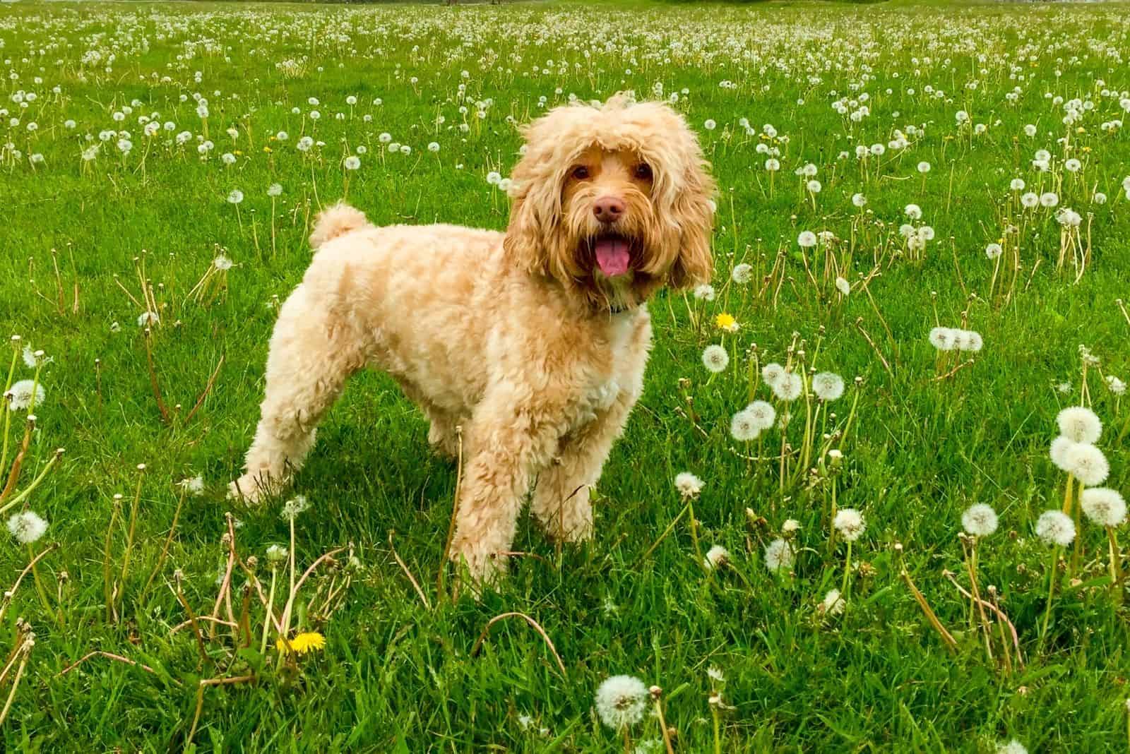 cute cockapoo puppy standing in the flower meadow