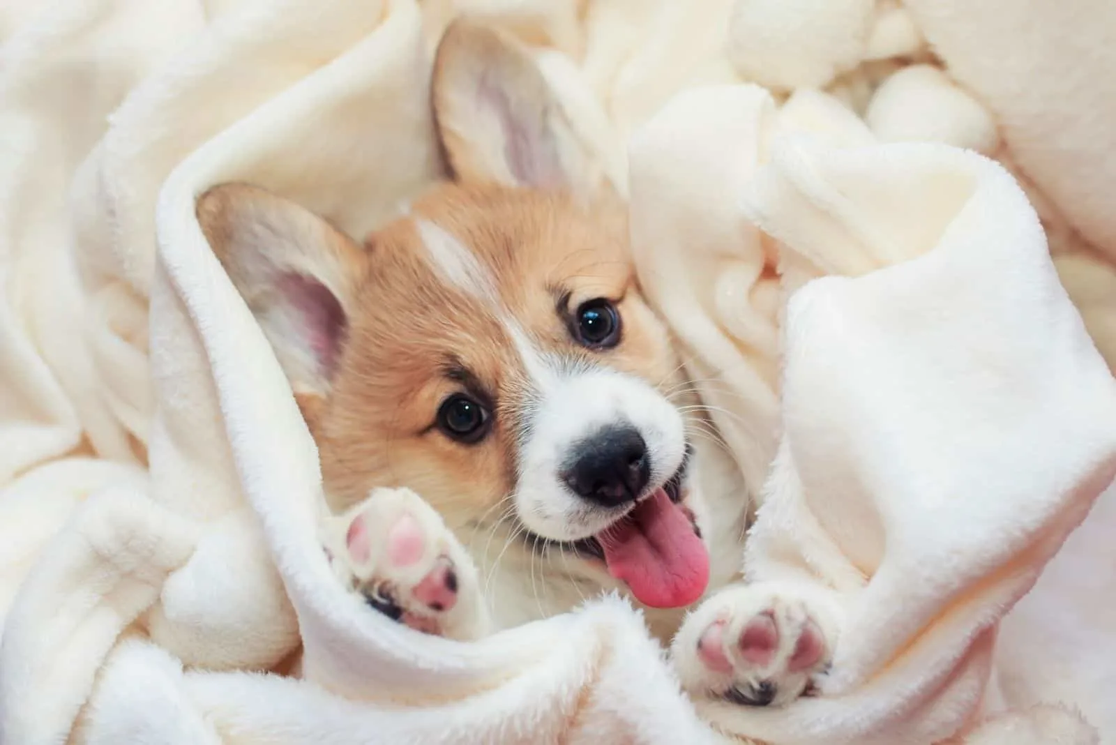 cute corgi puppy lying in the towel with face showing up