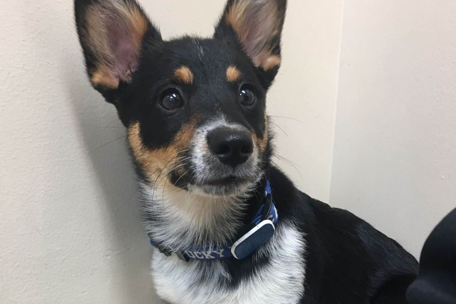 cute cowboy corgi