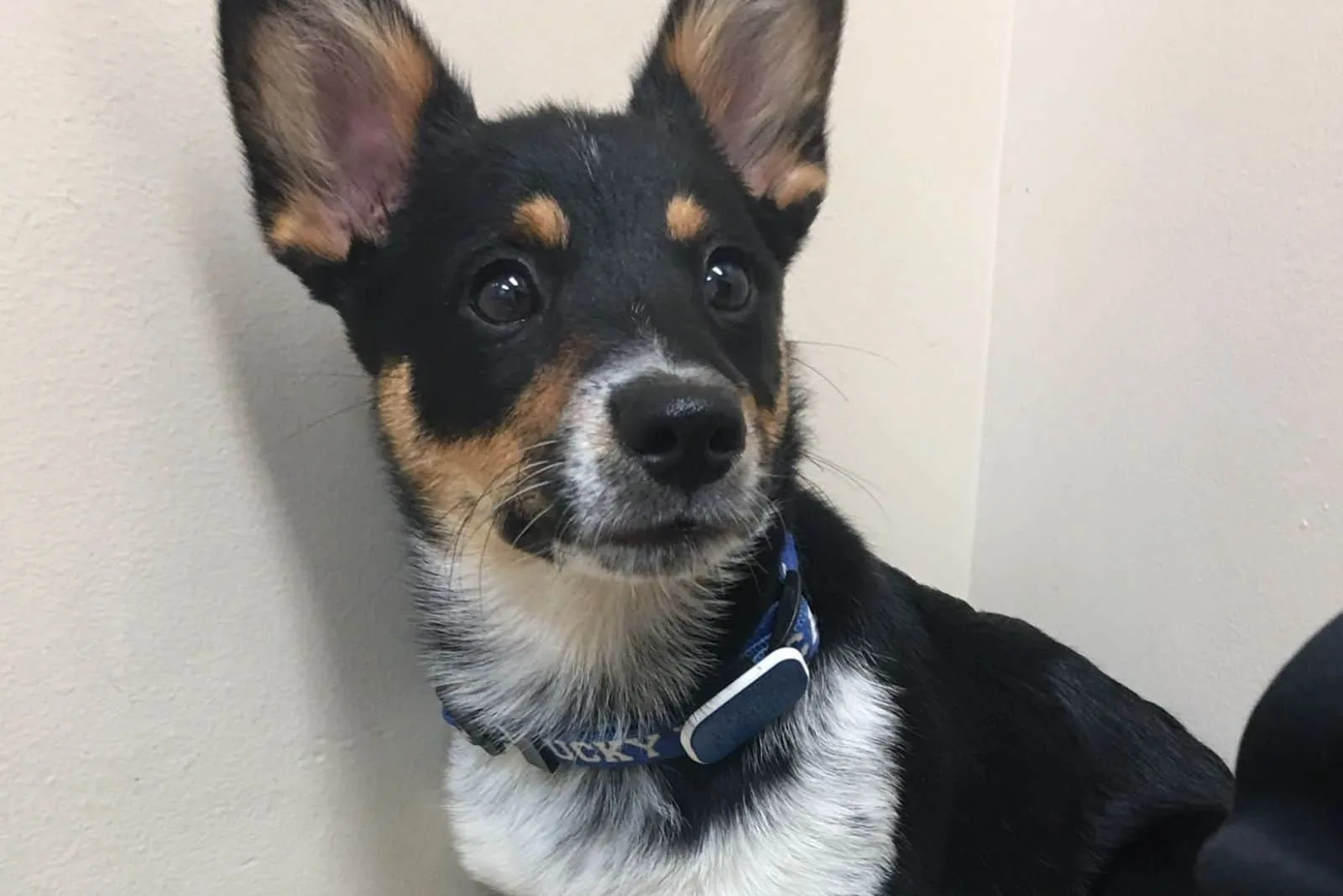 cute cowboy corgi
