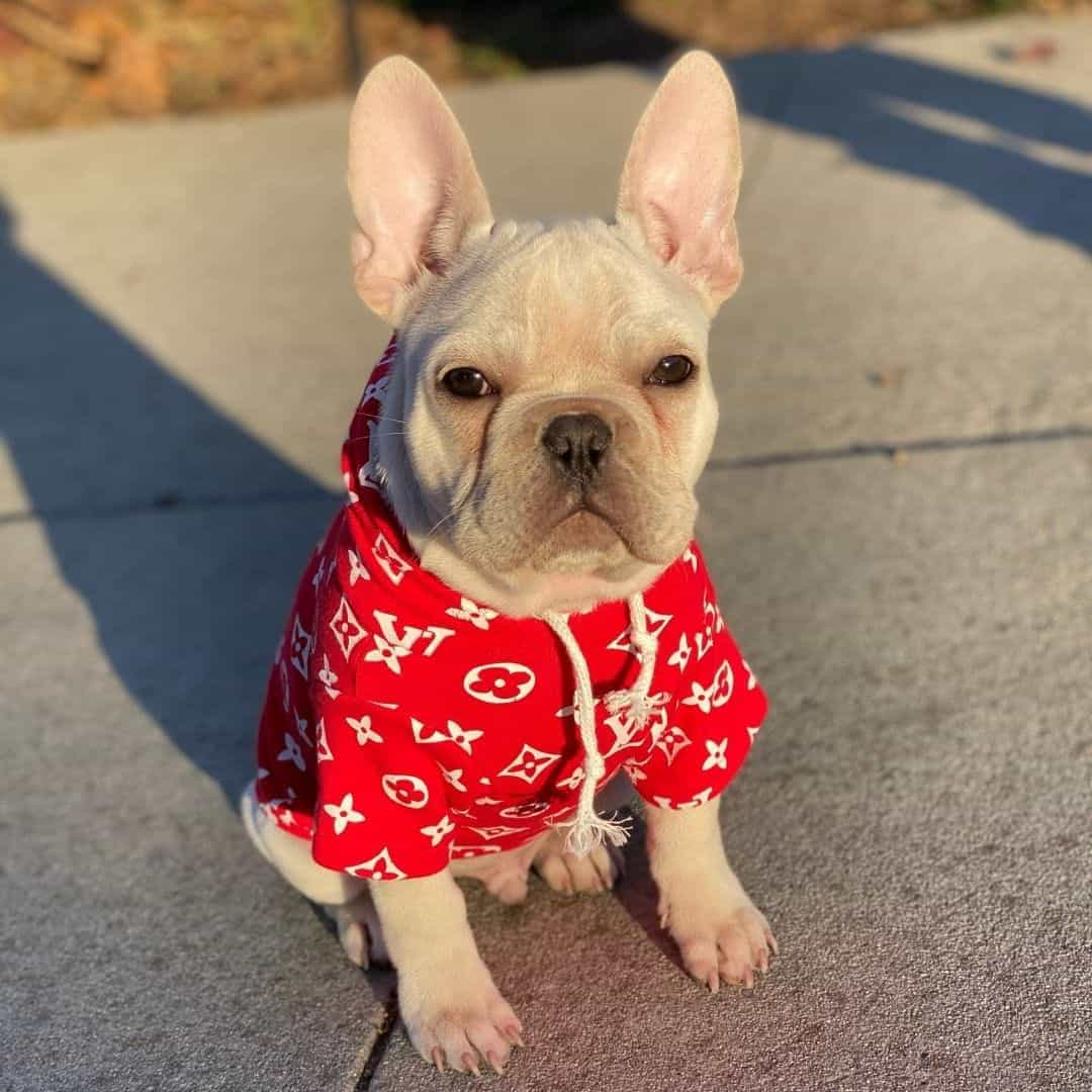 cute cream french bulldog