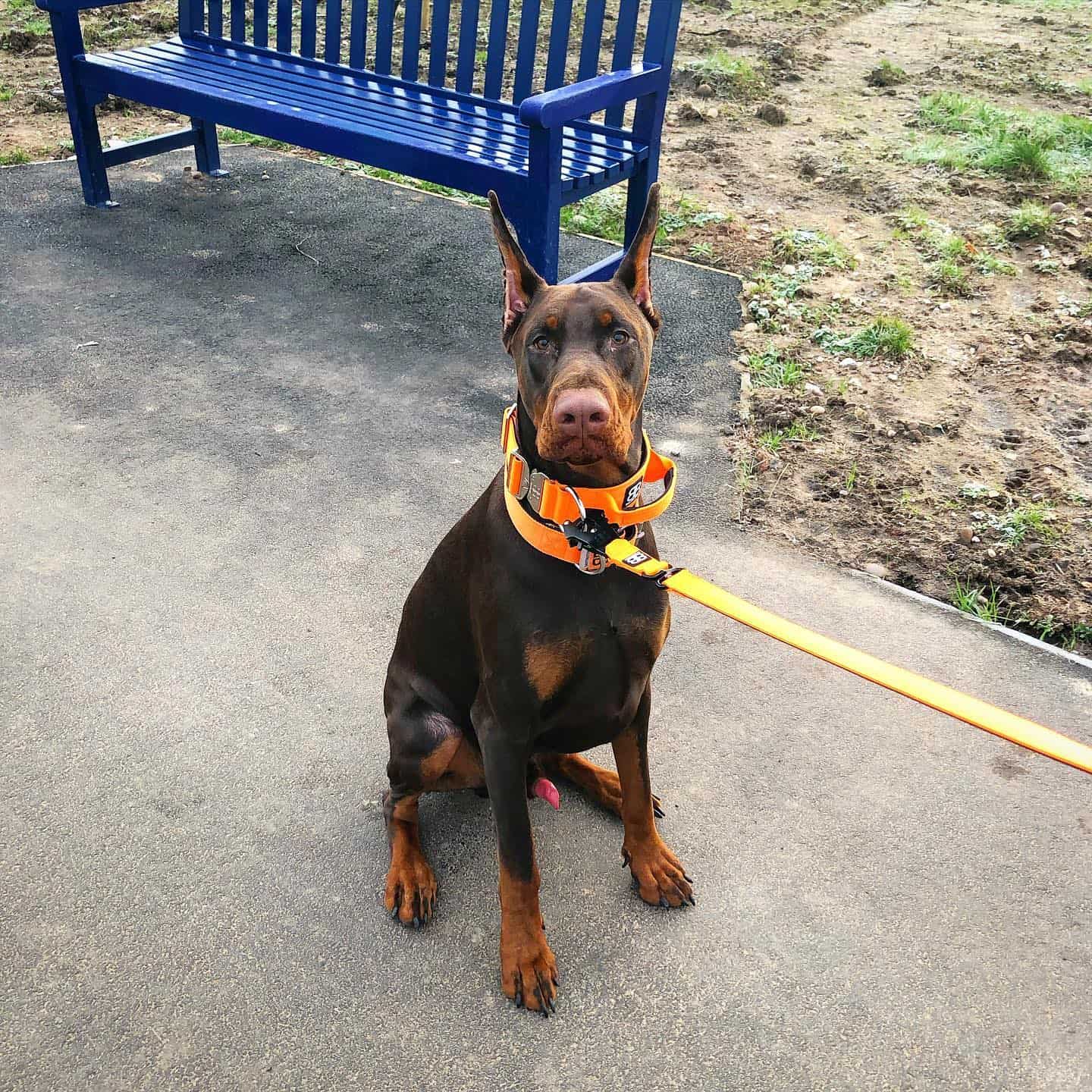 cute doberman