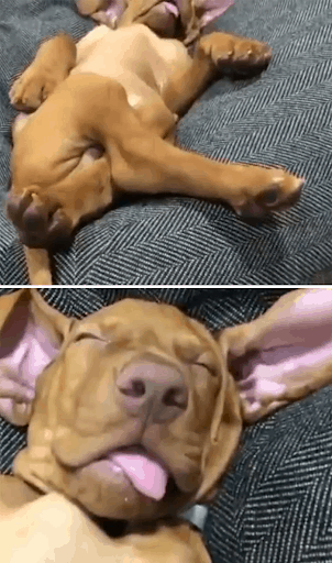 cute dog enjoying massage
