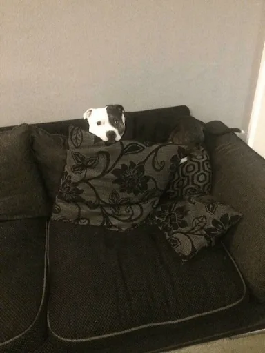 cute dog hiding behind pillow