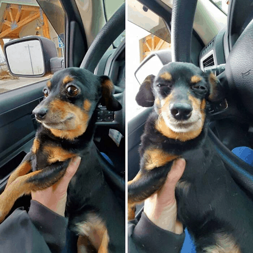 cute dog in a car