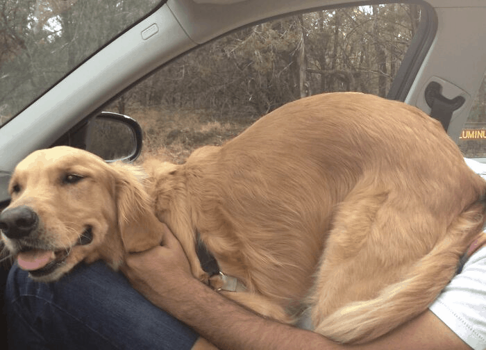 cute dog in car