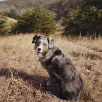 cute dog in nature