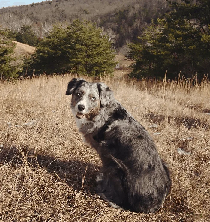 cute dog in nature
