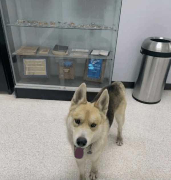 cute dog in police station