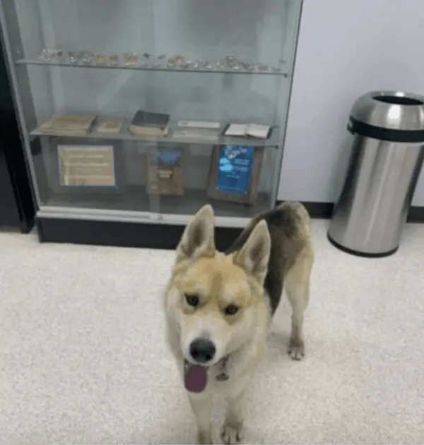 cute dog in police station