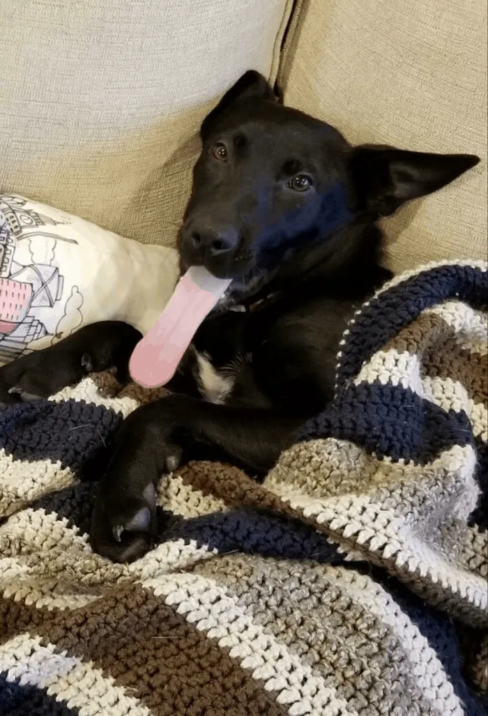 cute dog with his tongue out