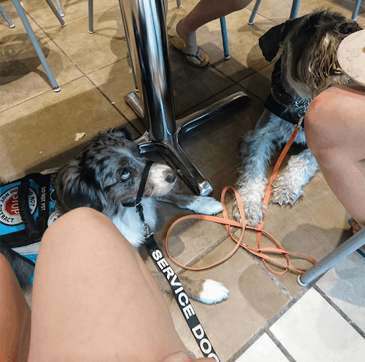 cute dogs under the table
