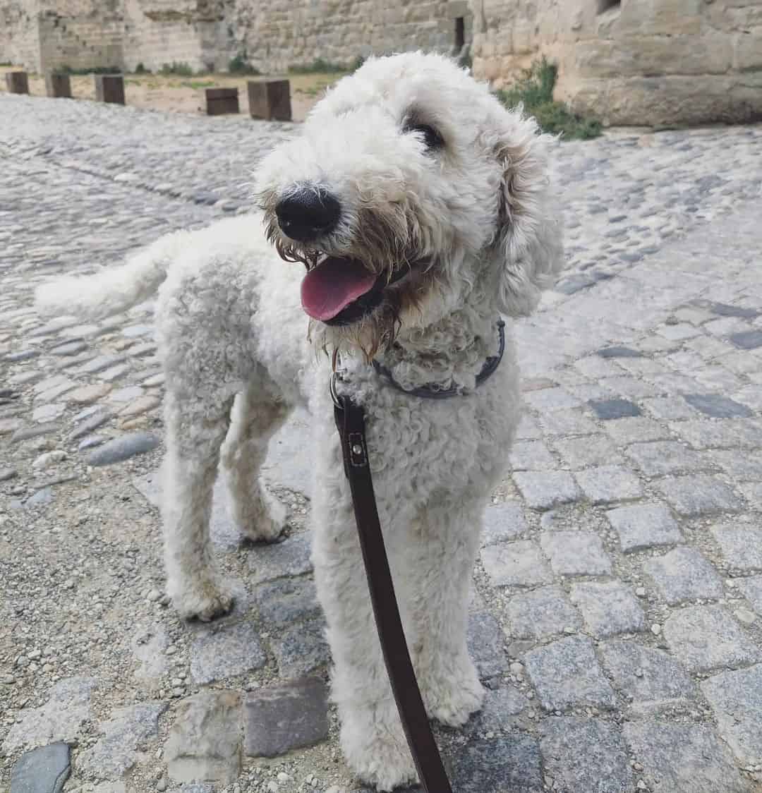 cute f3 labradoodle