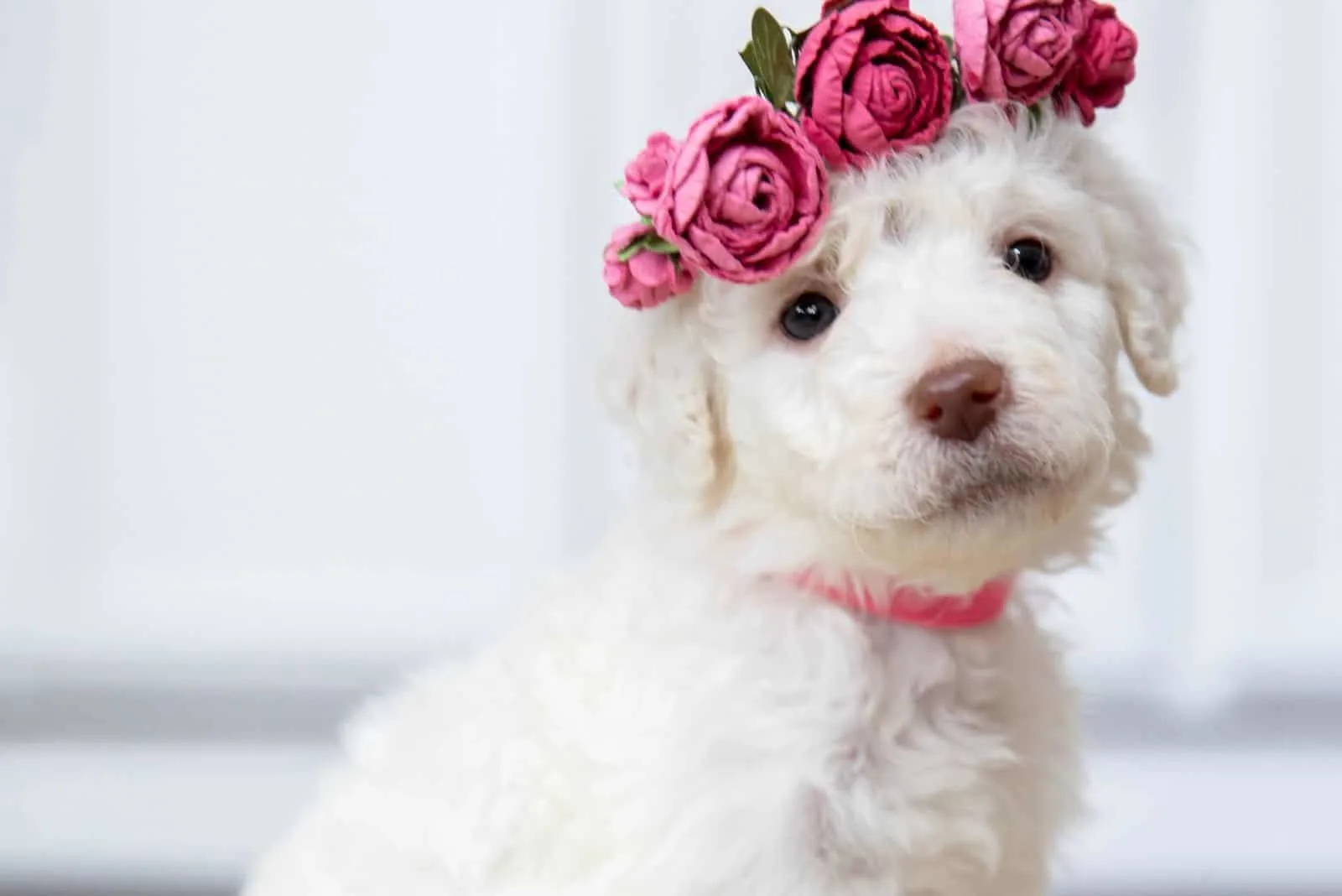 cute goldendoodle puppy with rose crown in the head