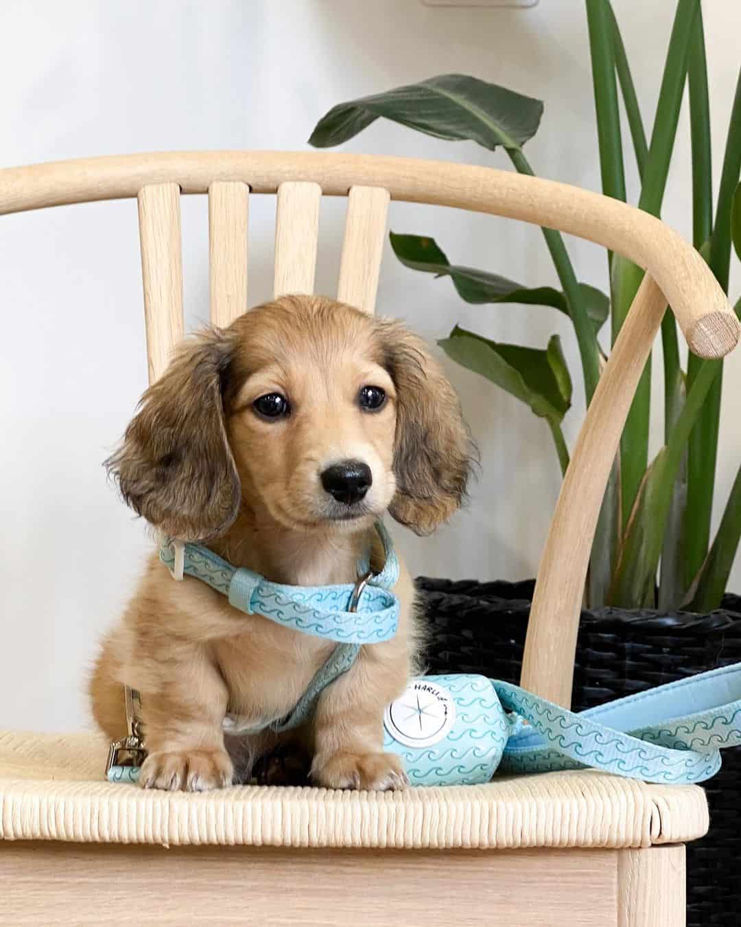 weiner dog hypoallergenic