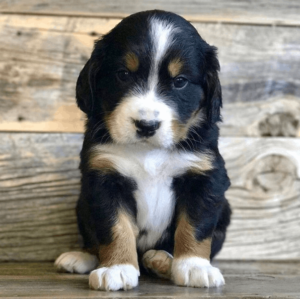 cute little Mini Bernese