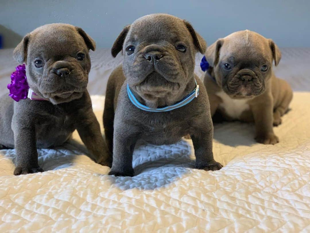 cute little Newborn French Bulldogs