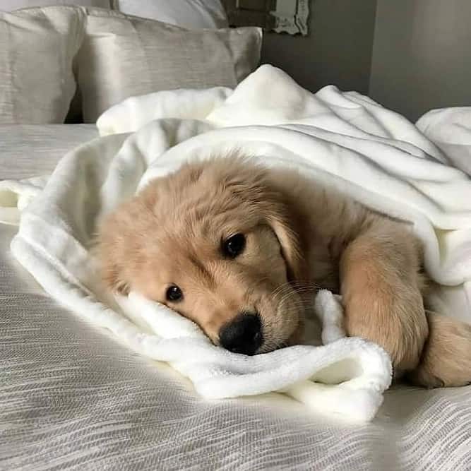 cute little puppy dog lying on the bed