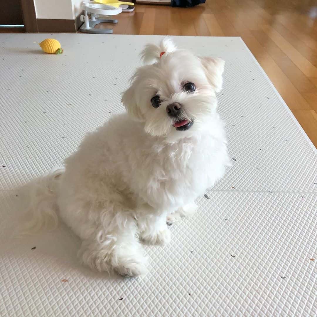 cute maltese sitting at home