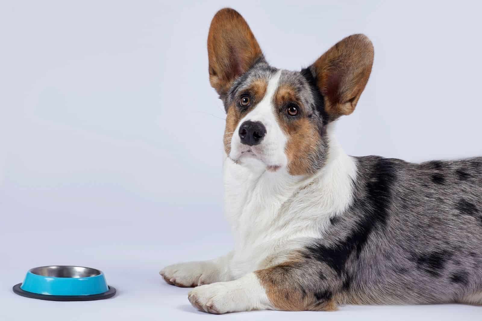 cute merle corgi dog sitting in front of the bowl